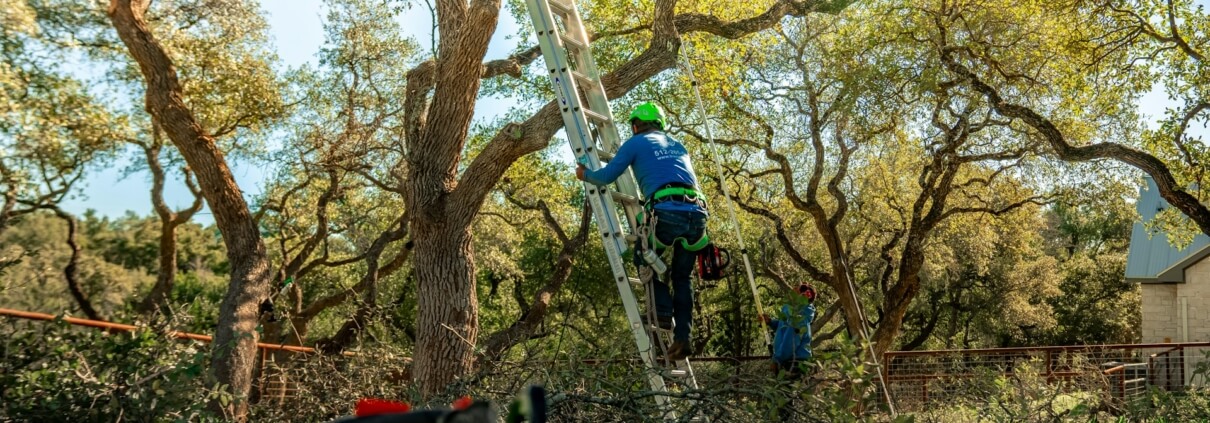 tree maintenance