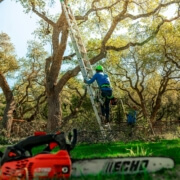tree maintenance