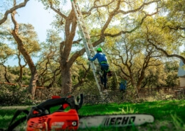 tree maintenance